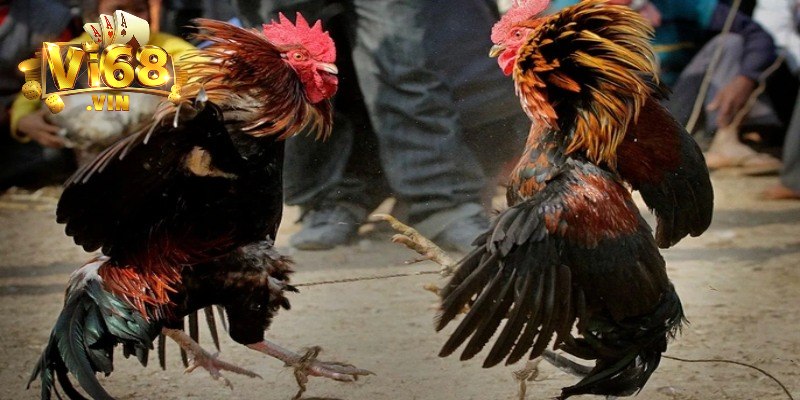 Bí quyết soi kèo gà tre chuẩn tại Vi68