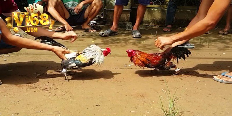 Đặc điểm nổi bật của gà Mỹ