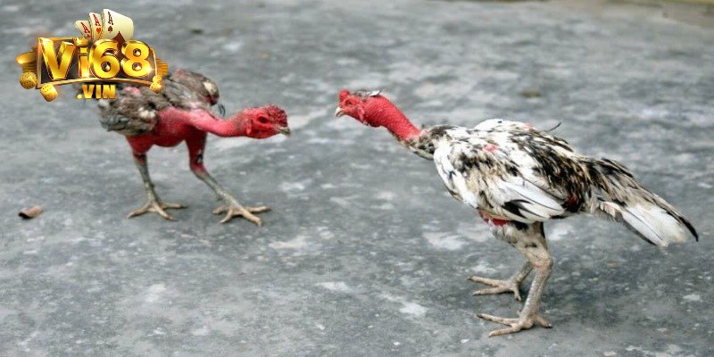 Đôi nét về nguồn gốc của đá gà đòn