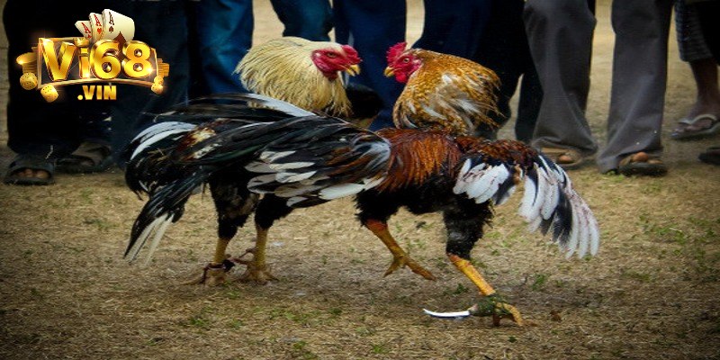 Dòng gà Mỹ phổ biến nhất