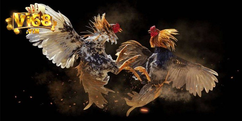 Khám phá luật chơi chọi gà cựa dao