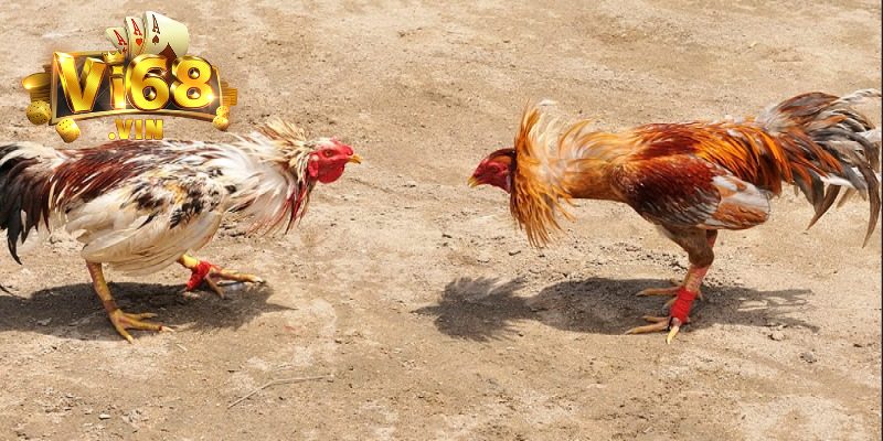 Quy định cơ bản khi thi đấu